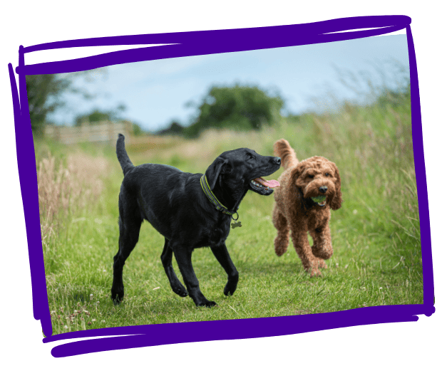 bonehead dog walkers pet sitters services daycare fully insured and licences pet care in mankato minnesota