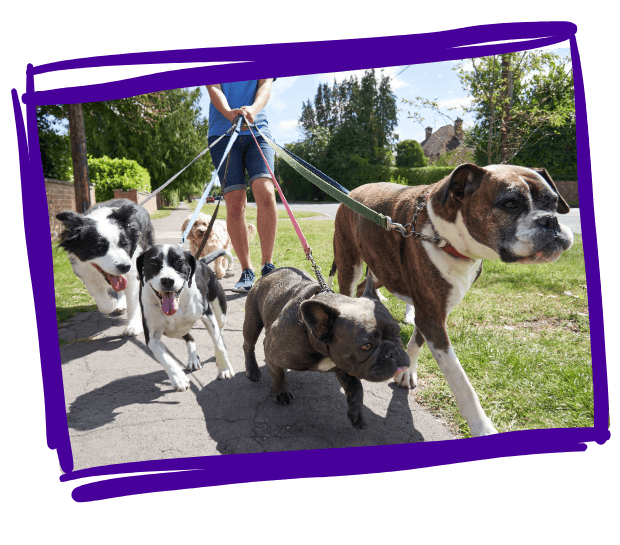 bonehead dog walkers pet sitters services dog walking bonehead dog walkers pet sitters services dog walking