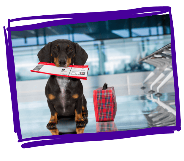 bonehead dog walkers pet sitters services internation pet sitting fully insured and licences pet care in mankato minnesota