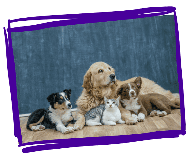 bonehead dog walkers pet sitters services pet sitting fully insured and licences pet care in mankato minnesota