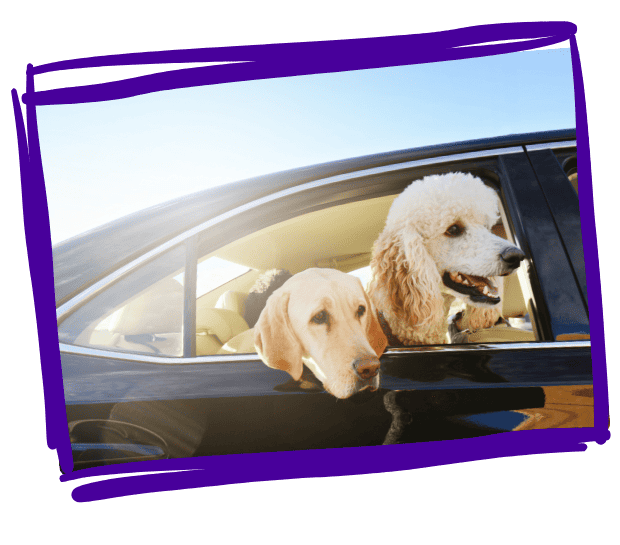 bonehead dog walkers pet sitters services pet taxi fully insured and licences pet care in mankato minnesota