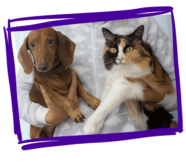 bonehead dog walkers DROP-IN VACATION VISITS fully insured and licences pet care in mankato minnesota