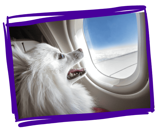 bonehead dog walkers NATIONWIDE PET TRANSPORTATION NATIONWIDE PET TRANSPORTATION