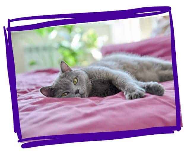 bonehead-dog-walkers-LIVE-IN:OVERNIGHT-PET-SITTING Bonehead Dog Walkers LIVE-IN:OVERNIGHT PET SITTING